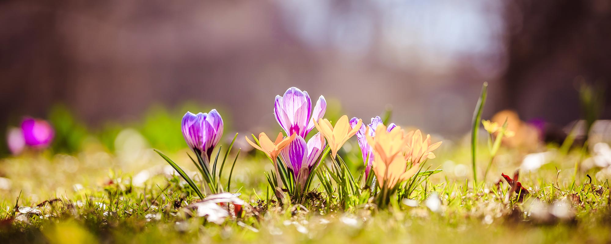 Immobilien und Frühling in Salzburg
